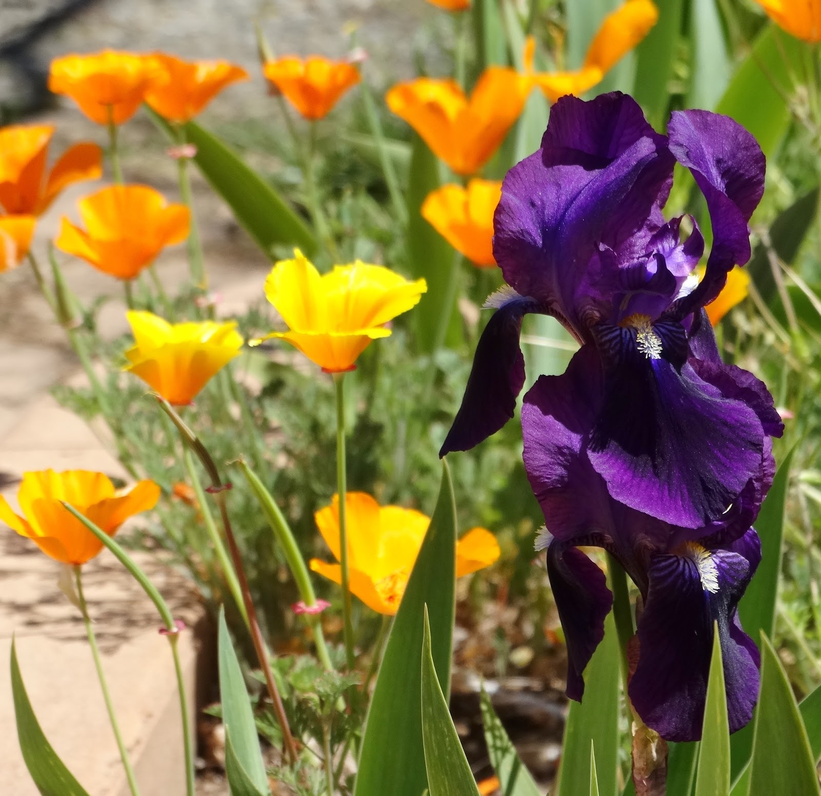 即納】 O-2306 袋帯 本藍染 藍虹彩 流水に草花模様 御召御納戸色 空色